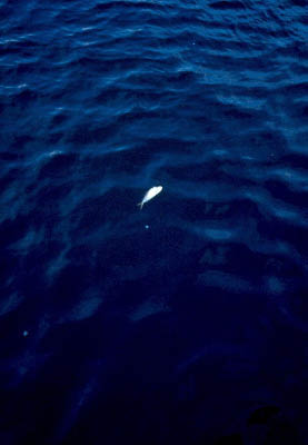 scan0409-2